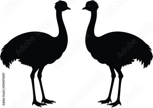 Two emu bird silhouette, Emu bird silhouette vector, Two emu face to face standing bird silhouette