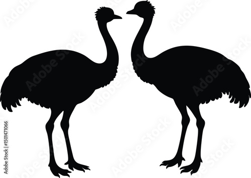 Two emu bird silhouette, Emu bird silhouette vector, Two emu face to face standing bird silhouette