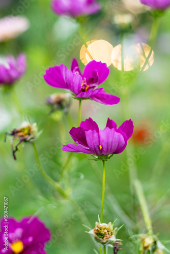 Wildflowers in late summer