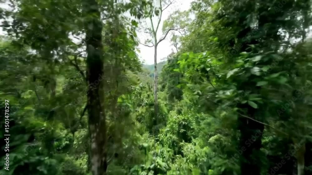 Lush Greenery Exploring Untouched Tropical Rainforest Beauty Lush Greenery Exploring Untouched Tropical Rainforest Beauty