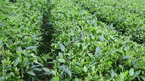 Live at the darjeeling tea garden in the morning sun