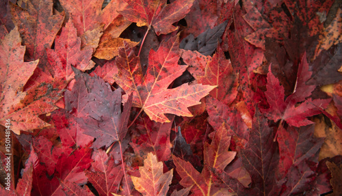 close up of colorful red, orange, brown and purple autumn maple leaves background