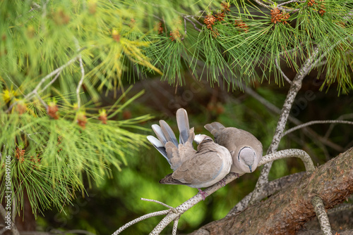 Canvas Print squirrel in the forest