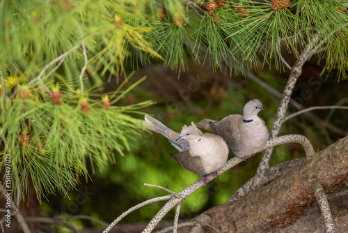 pigeon on a branch