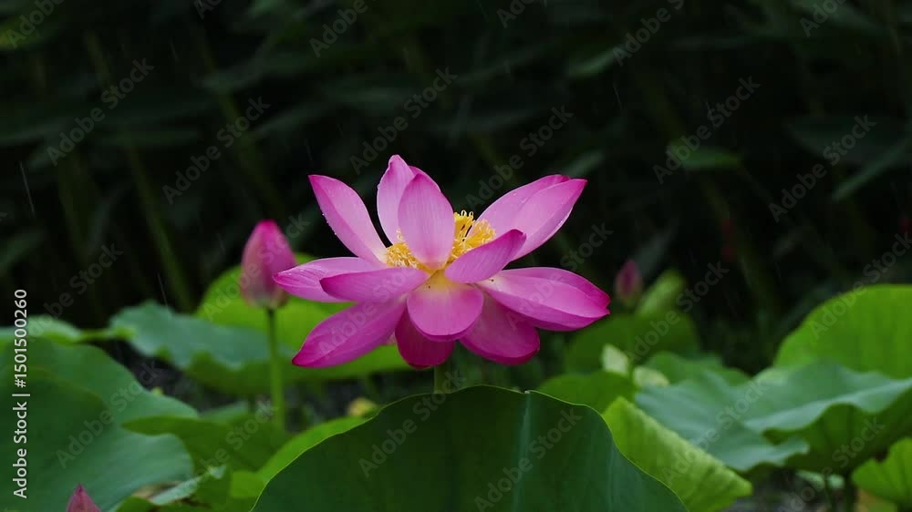 Dancing lotus flower blooms in rainy pond, gentle wind Dancing lotus flower blooms in rainy pond, gentle wind