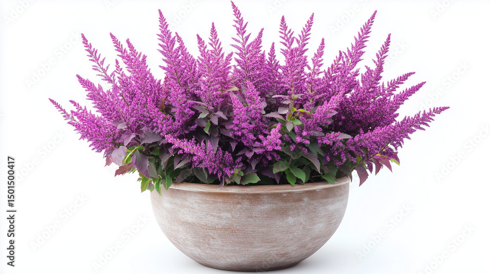 Obraz premium Potted Purple Celosia in Rustic Ceramic Planter