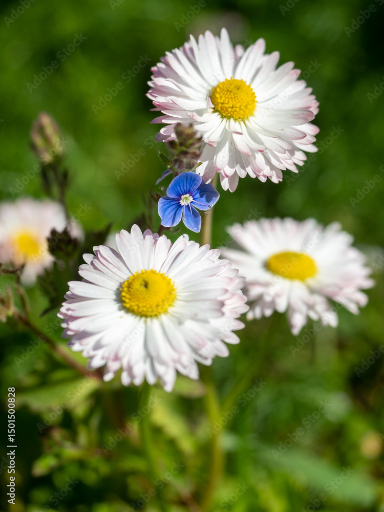 Fototapeta premium Flower landscape featuring blooming daisies and forget-me-nots in a vibrant garden setting with copy space.