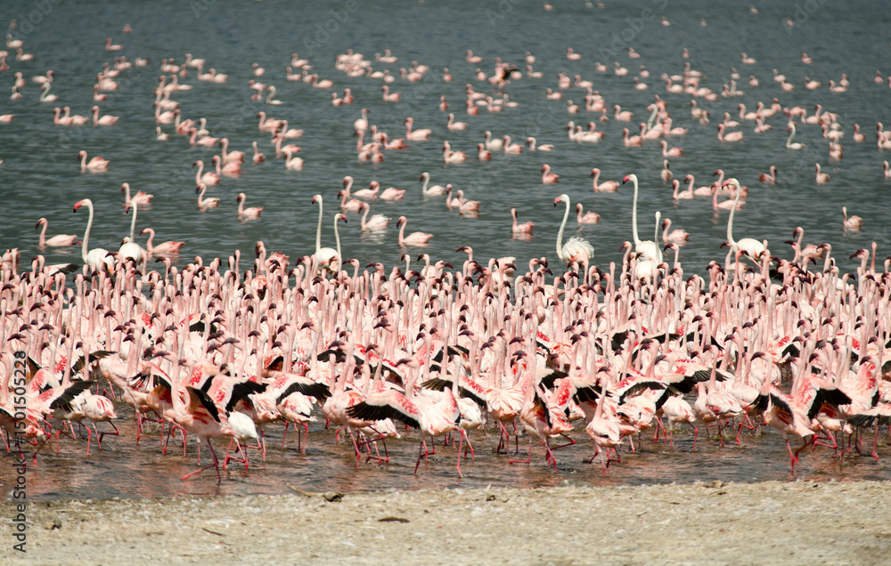 Fototapeta premium Flamant nain, phoenicopterus minor, Lesser Flamingo, colonie, parc national du lac Bogoria, Kenya
