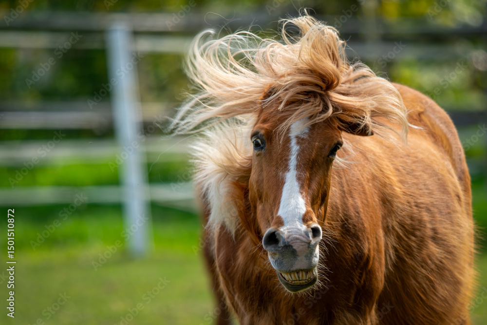 Fototapeta premium Ein Pferd mit wehender Mähne