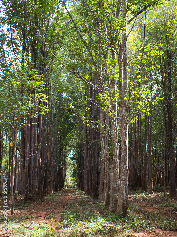 Obraz premium Agarwood tree in the plant,Perfume industry