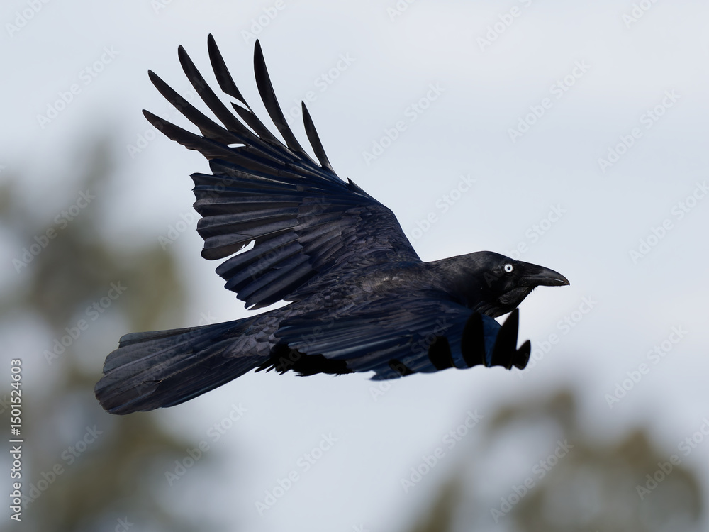 Naklejka premium Australian Raven (Corvus coronoides) in flight with bokeh background