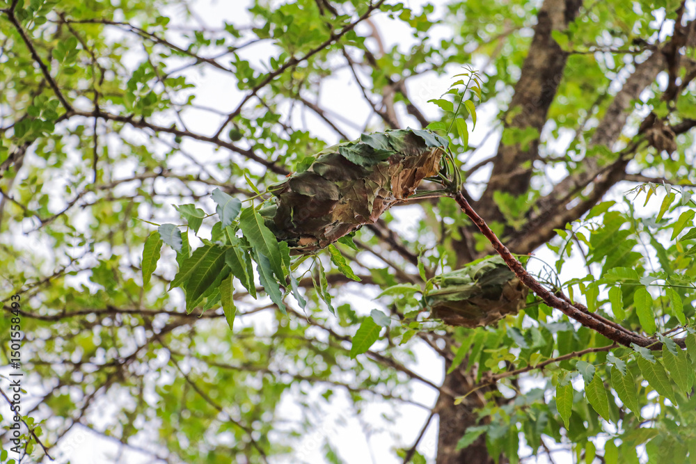 Fototapeta premium Weaver Ant Nest on Tree Branch Surrounded by Green Leaves