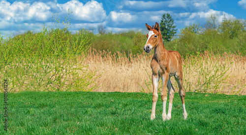 Photos Cute newborn foal stands on spring grassy meadow against natural landscape