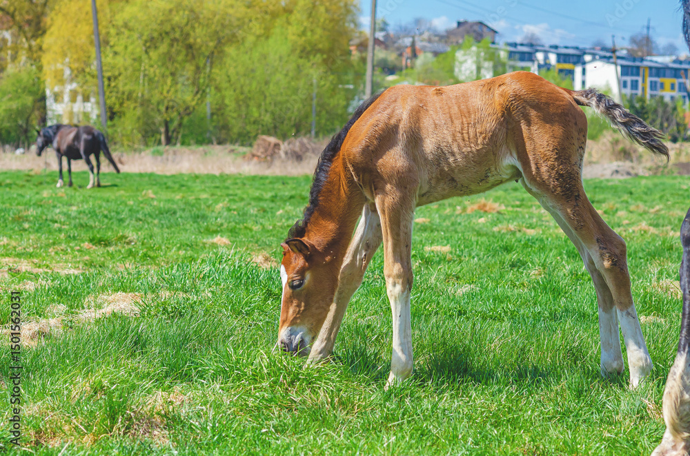 Obraz premium Newborn foal and other horses in a spring meadow. Foal grazing on green grass. Blurred cityscape, blue sky.