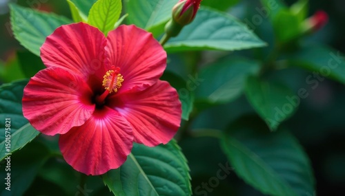 Wallpaper Mural Bold blooming hibiscus, vibrant tropical motif, lush green foliage, hibiscus pattern, textile Torontodigital.ca