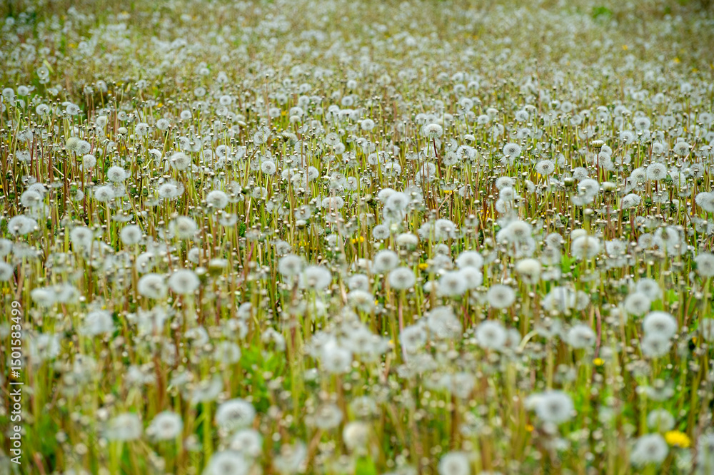 Fototapeta premium field of dandelions