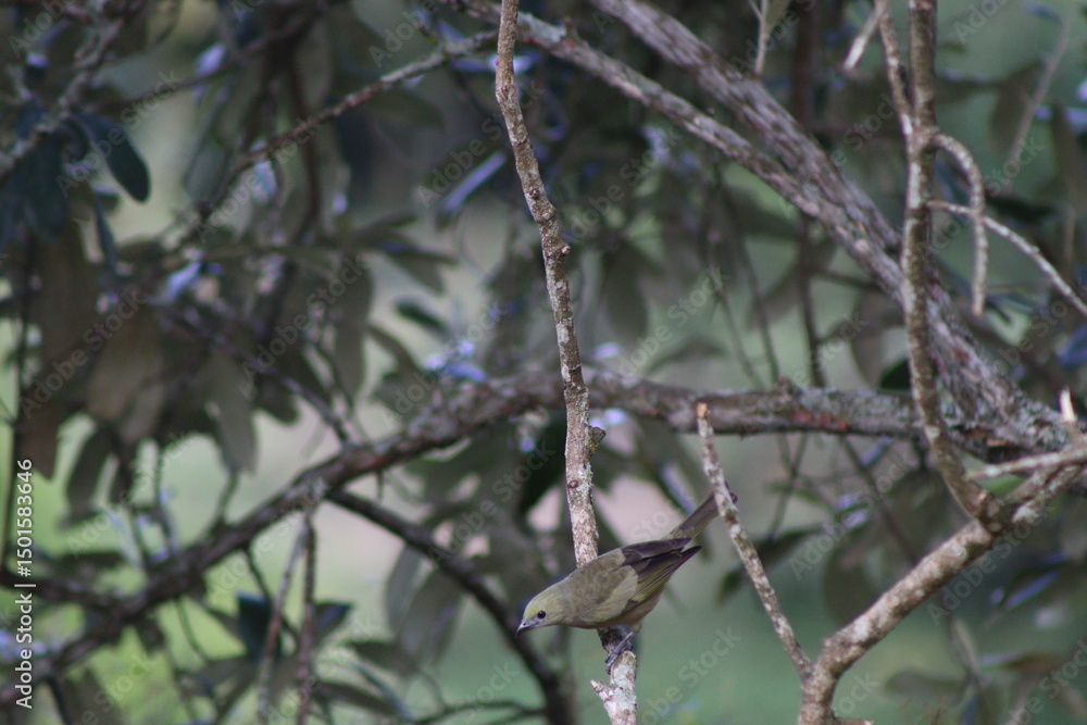 Golden-chevroned Tanager Golden-chevroned Tanager
