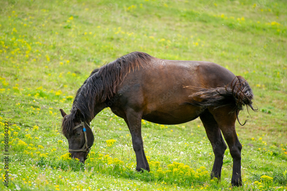 a brown horse grazing in the meadow a brown horse grazing in the meadow