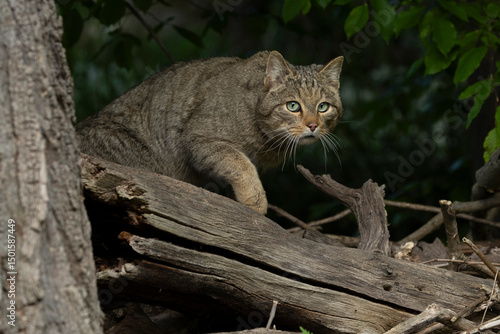 Adult male European Wild Cat (Felis silvestris) walking carefully over trunks and branches on the ground