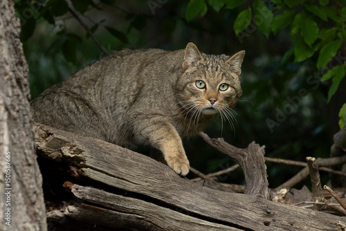 Adult male European Wild Cat (Felis silvestris) walking carefully over trunks and branches on the ground
