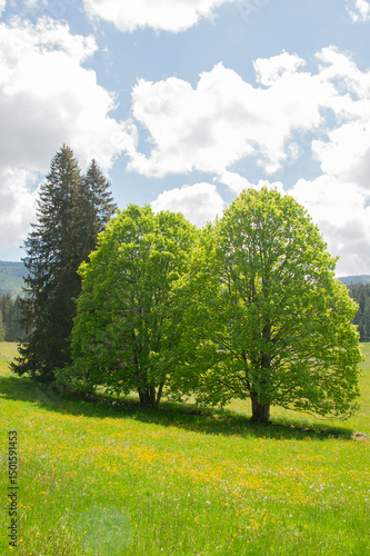 Arbres verts au milieu d'un champ de pissenlits jaunes.