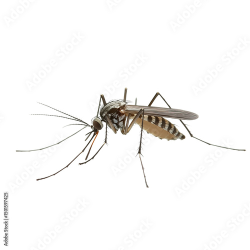 A mosquito isolated on a transparent background, ideal for scientific visuals, pest control materials, educational content, and medical awareness campaigns