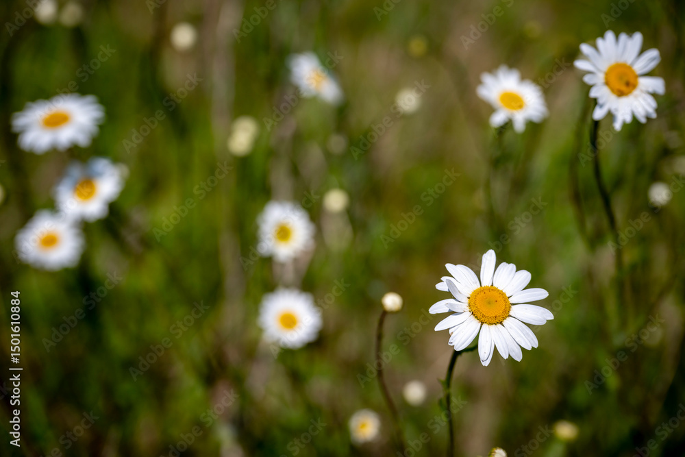 Fototapeta premium Dasies in the wild