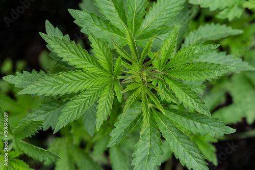 A plant of cannabis on a blurred natural background. Selective focus.