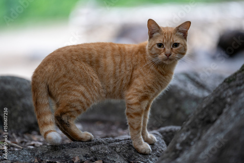 Photography Wild cat