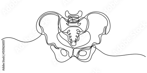 Human pelvic bone in continuous one line drawing. Anatomical structure. Editable vector, Part of the human skeleton - spine, pelvic bone and thighs. Orthopedic diagnostics. Line art graphic style