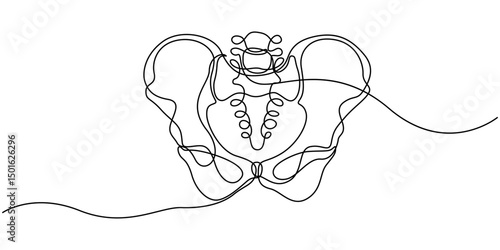 Human pelvic bone in continuous one line drawing. Anatomical structure. Editable vector, Part of the human skeleton - spine, pelvic bone and thighs. Orthopedic diagnostics. Line art graphic style