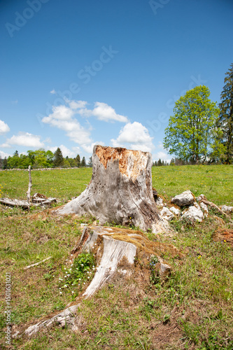 Souche d'arbre dans les champs avec un joli ciel bleu derrière