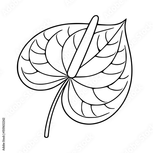 Fotografía Elegant vector illustration of a single Anthurium flower leaf, depicted in a minimalist line art style with intricate vein details, suitable for design projects needing a touch of botanical sophist