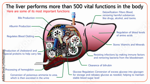 A colorful and informative diagram explaining several key functions of the liver.The illustration uses an engaging mechanical metaphor to represent the liver's intricate workings within human system.