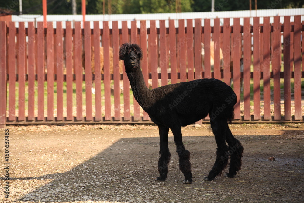 Fototapeta premium Black alpaca standing on gravel near a red wooden fence in a sunny zoo enclosure. The animal has a long neck, fluffy legs, and distinctive thick hair on its head, looking directly at the camera.