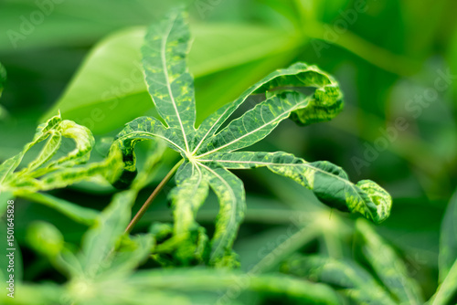 Cassava leaves are damaged by the spotted leaf virus.