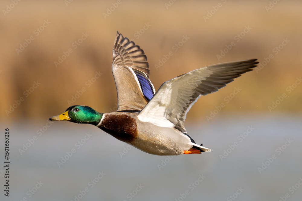 Obraz premium Azulón