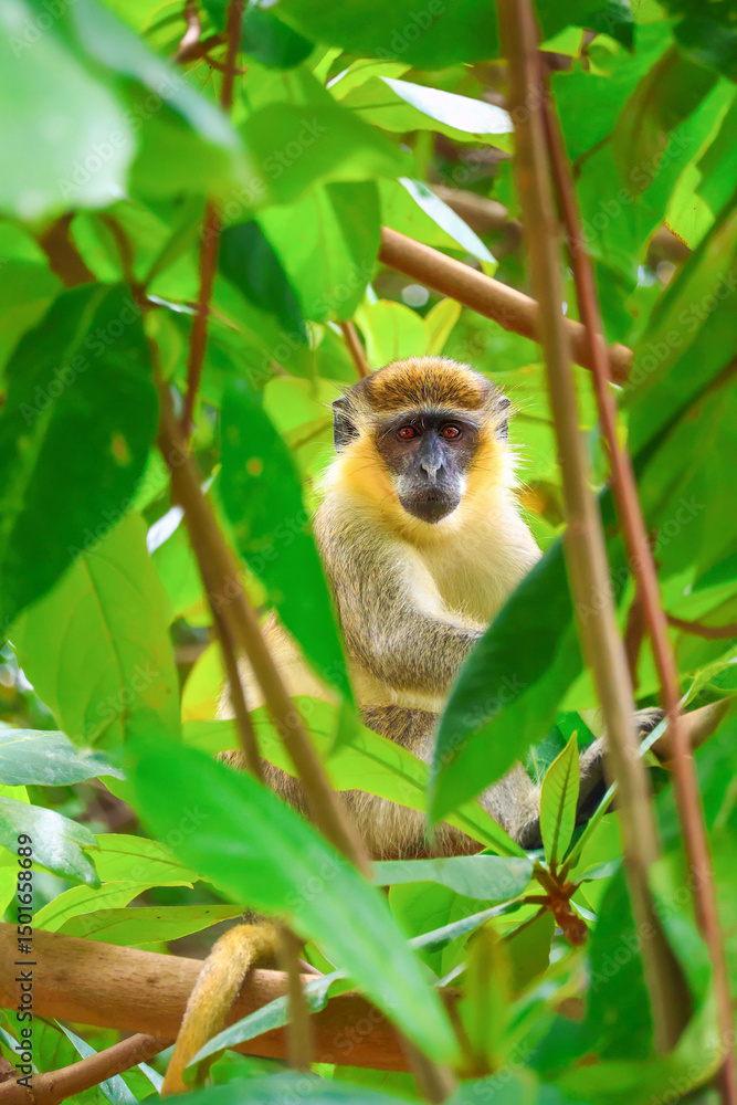 Fototapeta premium tropical monkey in trees surrounded by green leaves