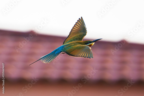 Blue-Tailed Bee-Eater in Flight Against Sky