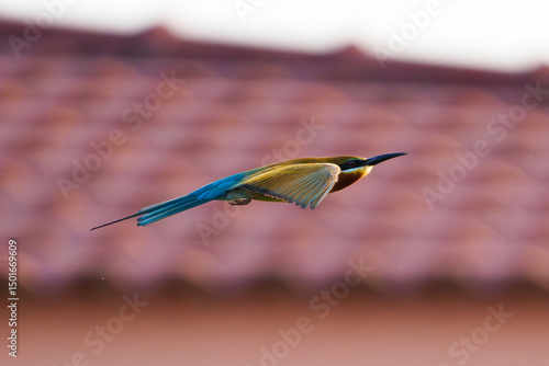 Blue-Tailed Bee-Eater in Flight Against Sky