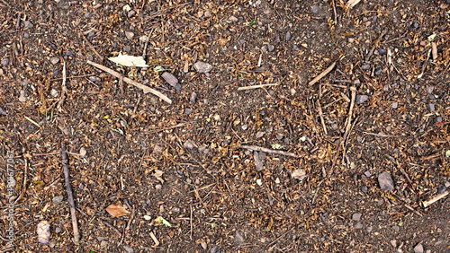 A forest pathway floor surface in autumn with  leaves twigs and stones