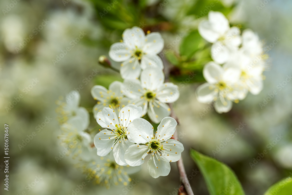 Close-up of white apple tree blossoms on a sunny day Close-up of white apple tree blossoms on a sunny day