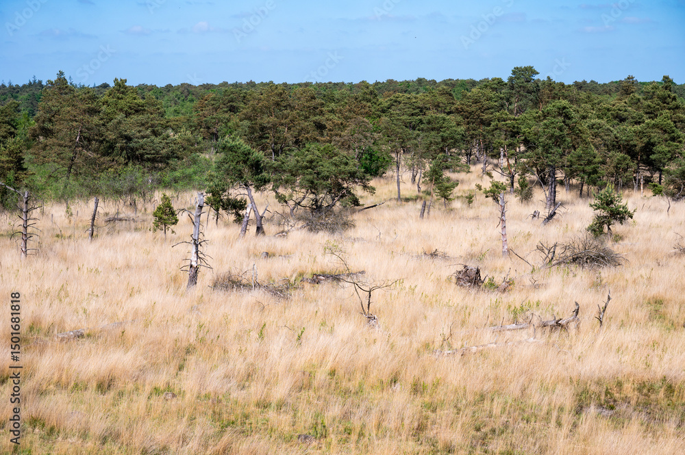 Dry heather of the Kalmthoutse Heide in Kalmthout, Antwerp Province, Belgium Dry heather of the Kalmthoutse Heide in Kalmthout, Antwerp Province, Belgium