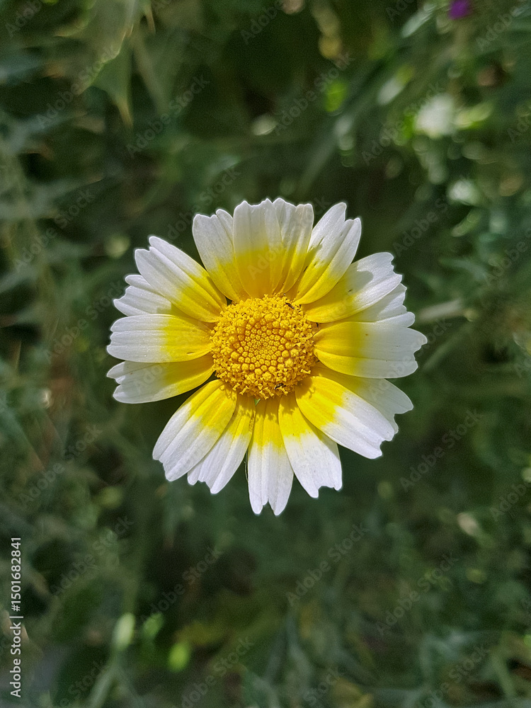 Obraz premium Sunlit splendor captured from a top view of Cladanthus mixtus, a spectacular flowering plant celebrated for its brilliant blooms and fragrant foliage, often known as Mediterranean chamomile.