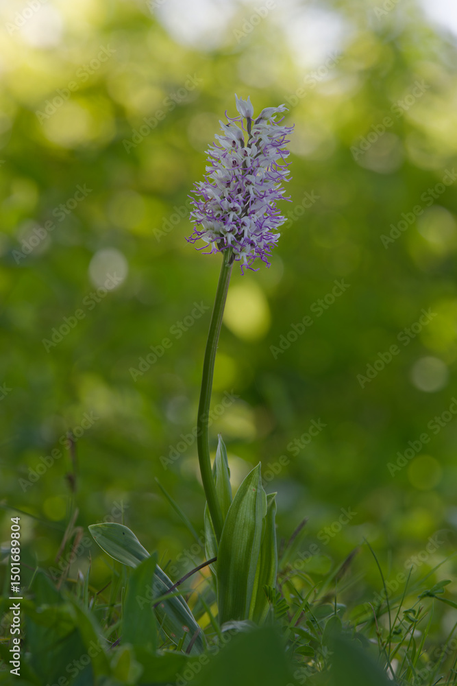 orchis singe orchis singe