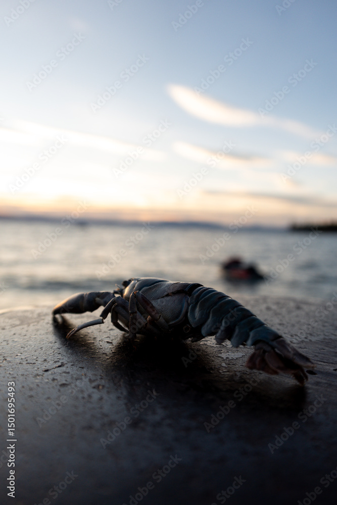 Fototapeta premium Crawfish on Wooden Dock at Sunset Overlooking Lake Tahoe