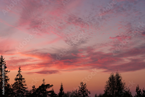 Pink Clouds at Sunset with Silhouetted Trees