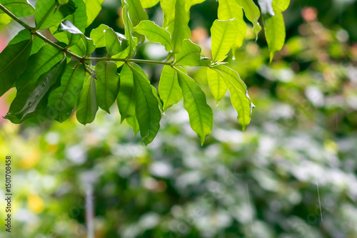 Fresh Green Leaves Against Soft Blurry Background