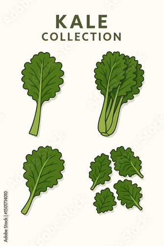 collection of vector illustrations of kale
