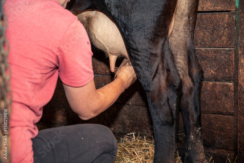 Cow being milked by hand
